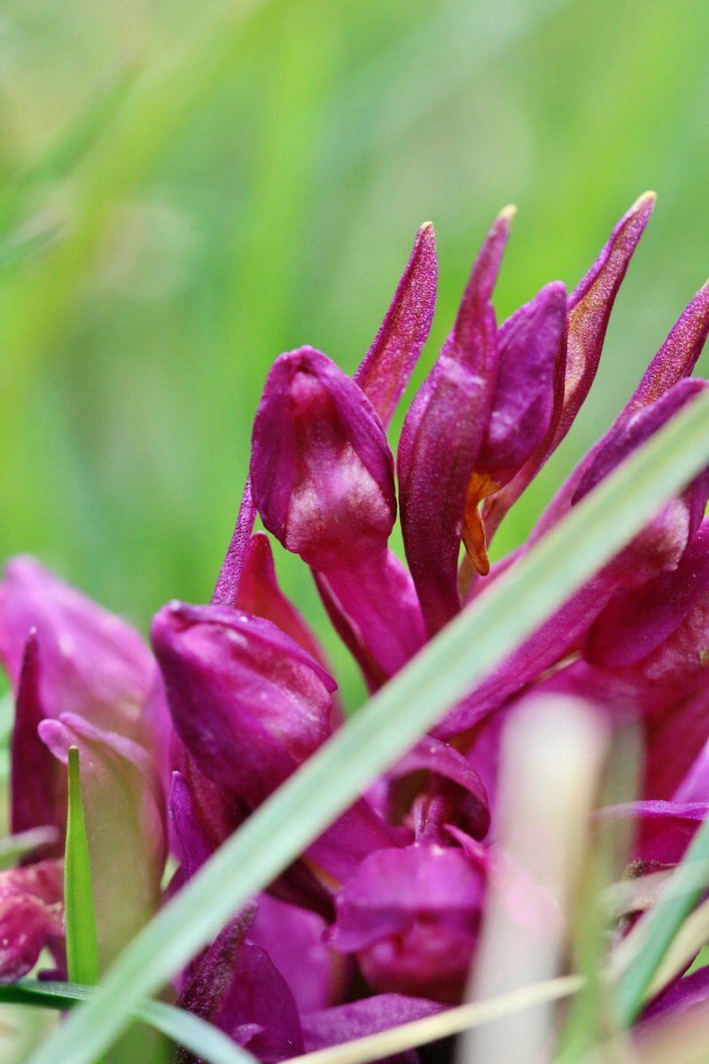 RNA_2017_04_30_1000p_Bildgr��e �ndern