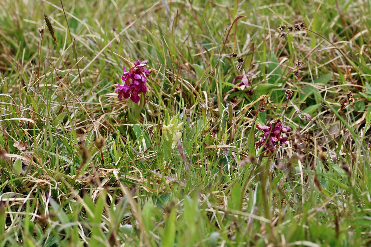 RNA_2017_04_30_1008p_Bildgr��e �ndern