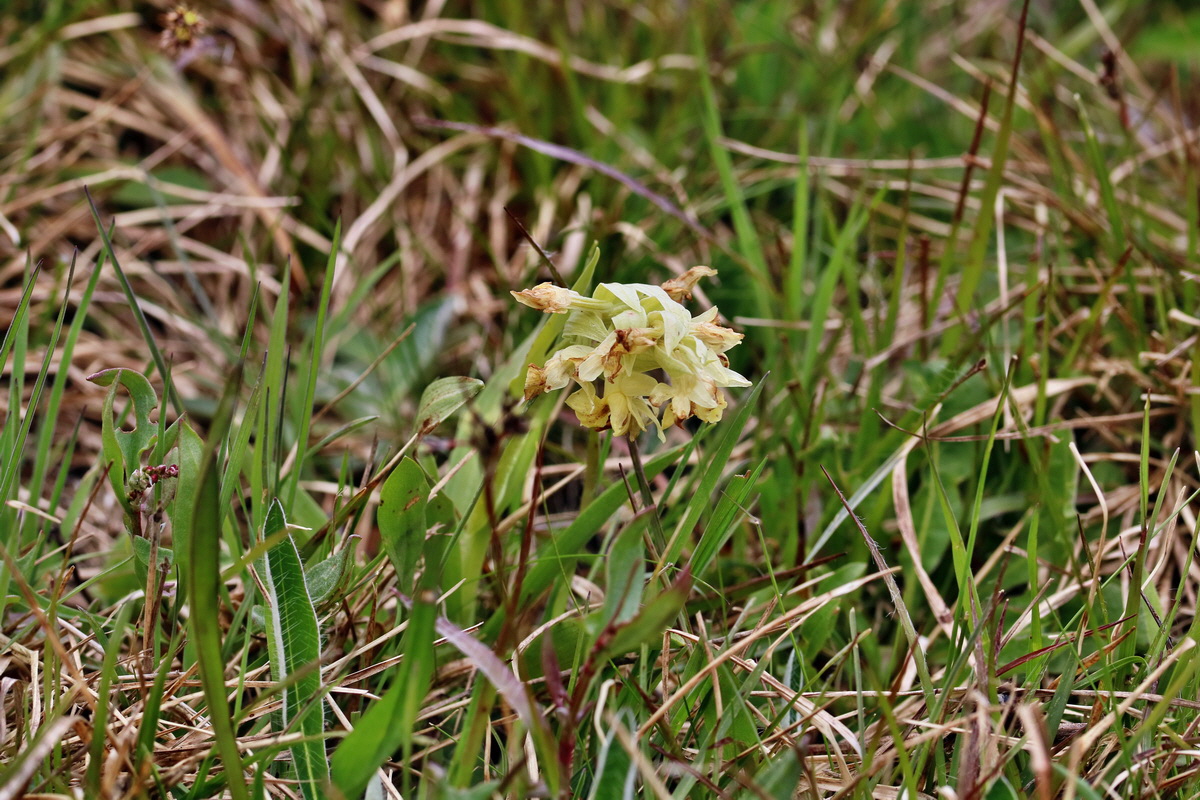 RNA_2017_04_30_1012p_Bildgr��e �ndern