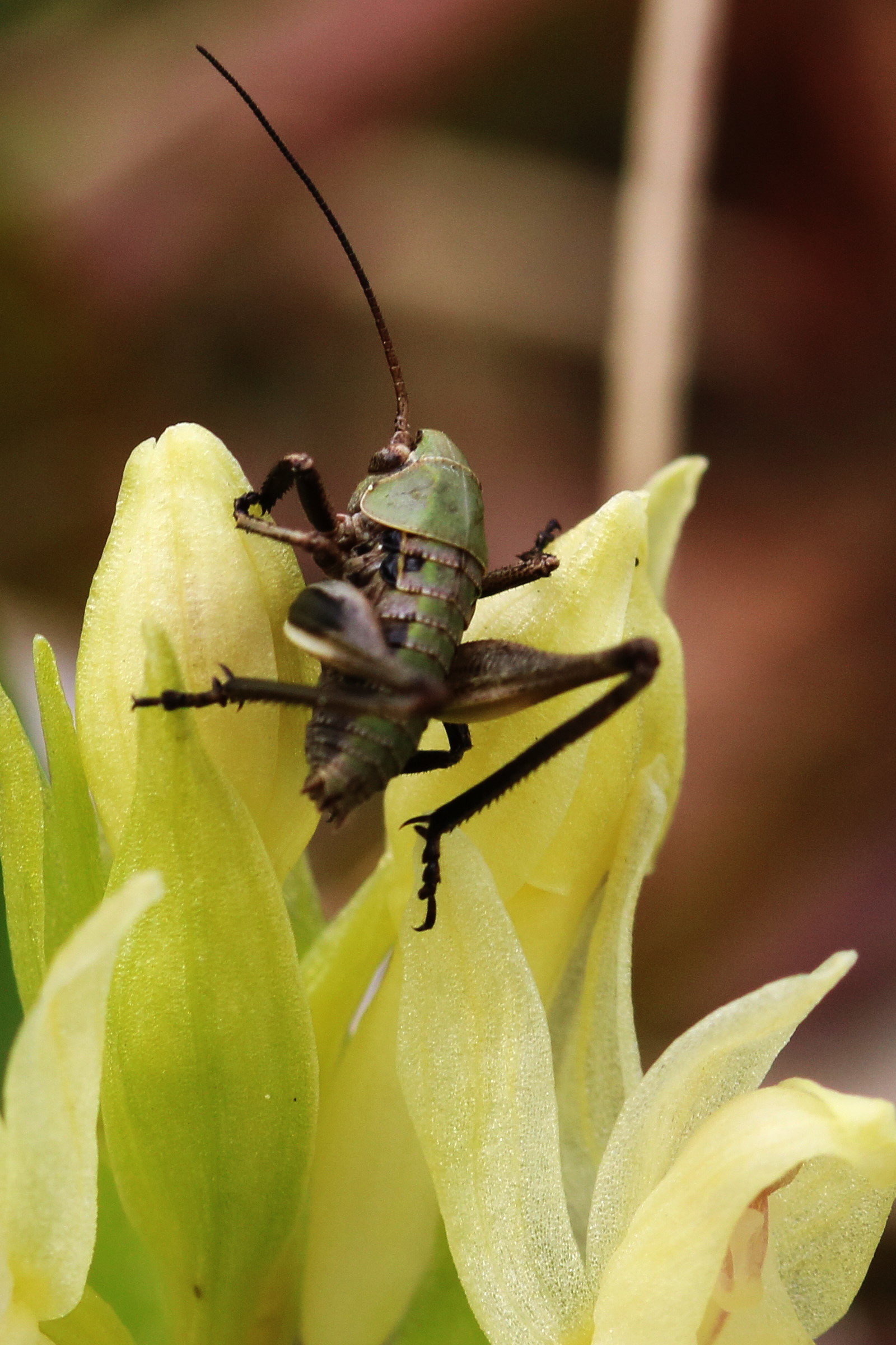 RNA_2017_04_30_1022a