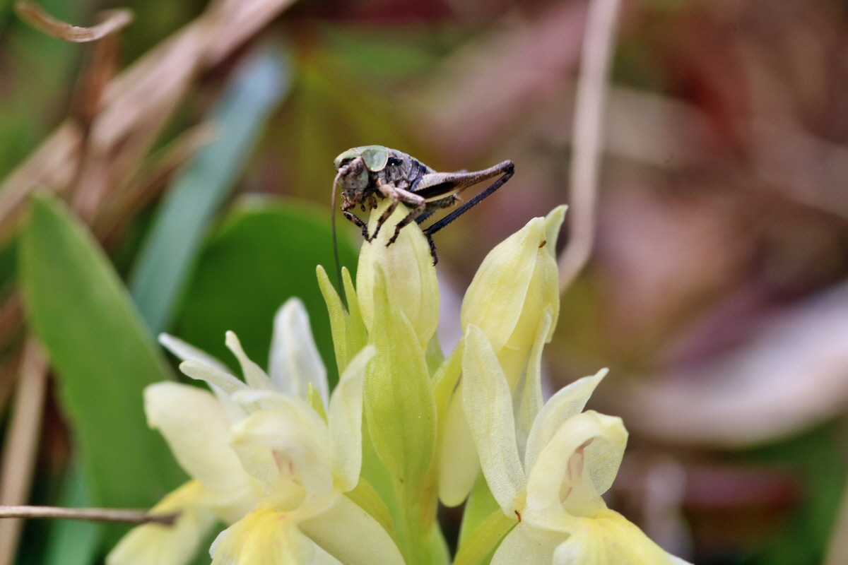 RNA_2017_04_30_1030p_Bildgr��e �ndern