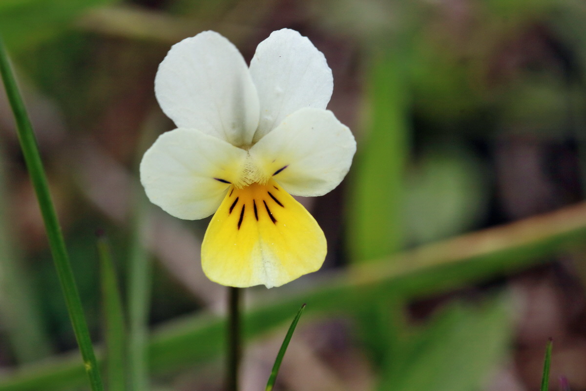 RNA_2017_04_30_1094p_Bildgr��e �ndern