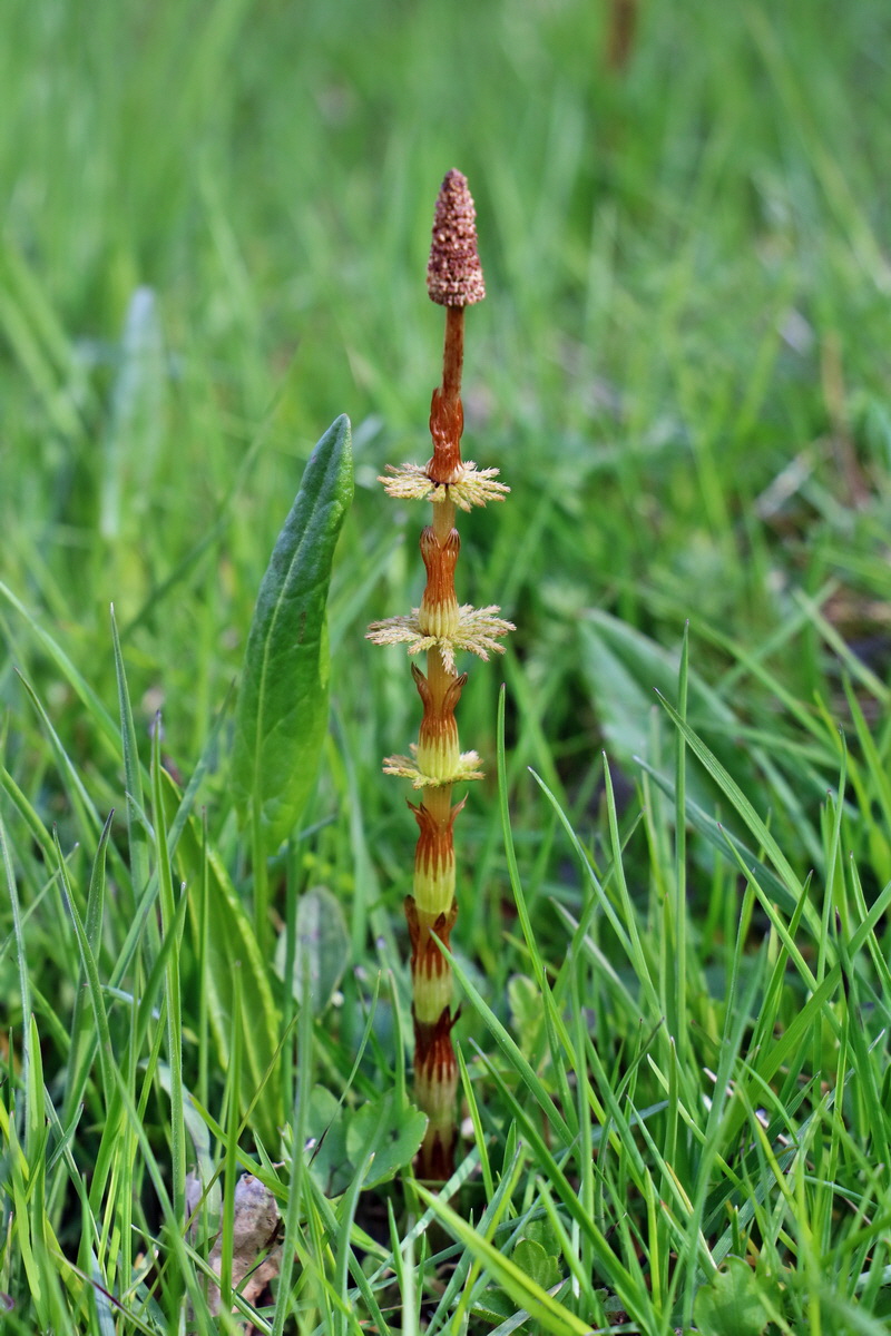 RNA_2017_04_30_1150p_Bildgr��e �ndern