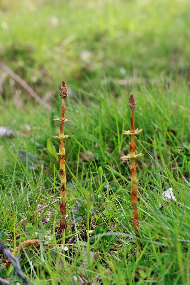 RNA_2017_04_30_1153p_Bildgr��e �ndern