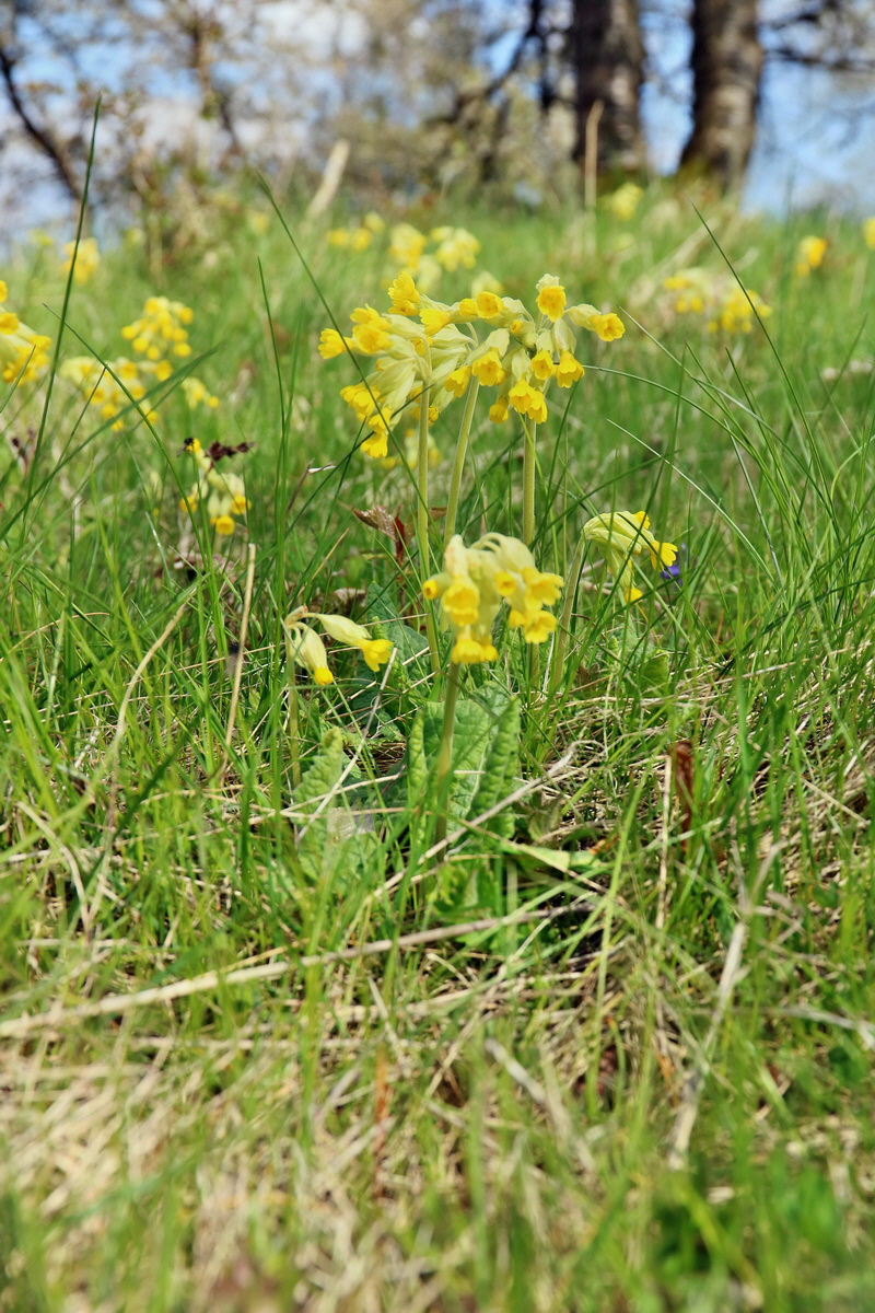 RNA_2017_04_30_1155p_Bildgr��e �ndern