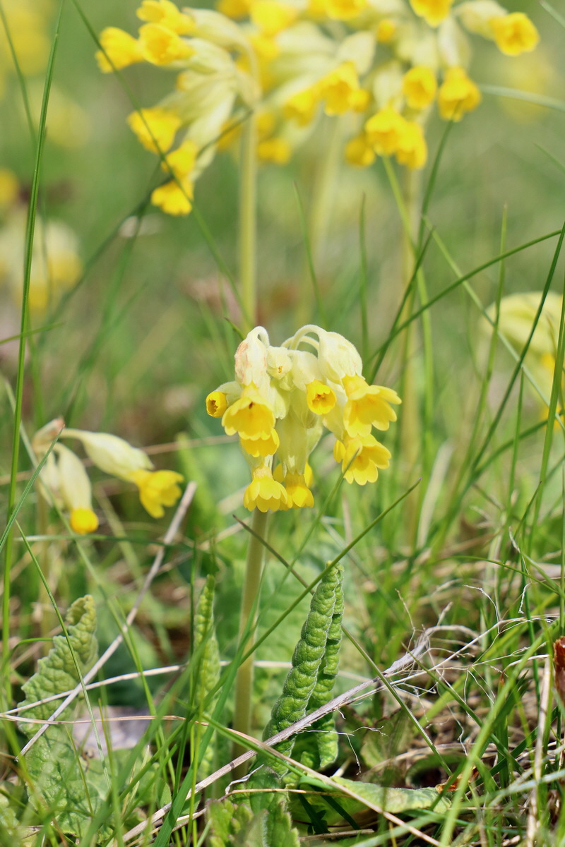 RNA_2017_04_30_1159p_Bildgr��e �ndern