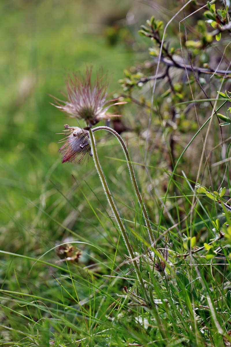 RNA_2017_04_30_1166p_Bildgr��e �ndern