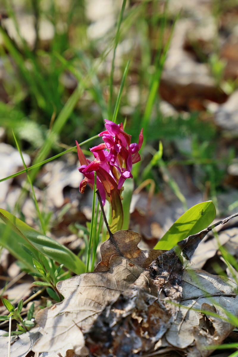 RNA_2017_04_30_1179p_Bildgr��e �ndern