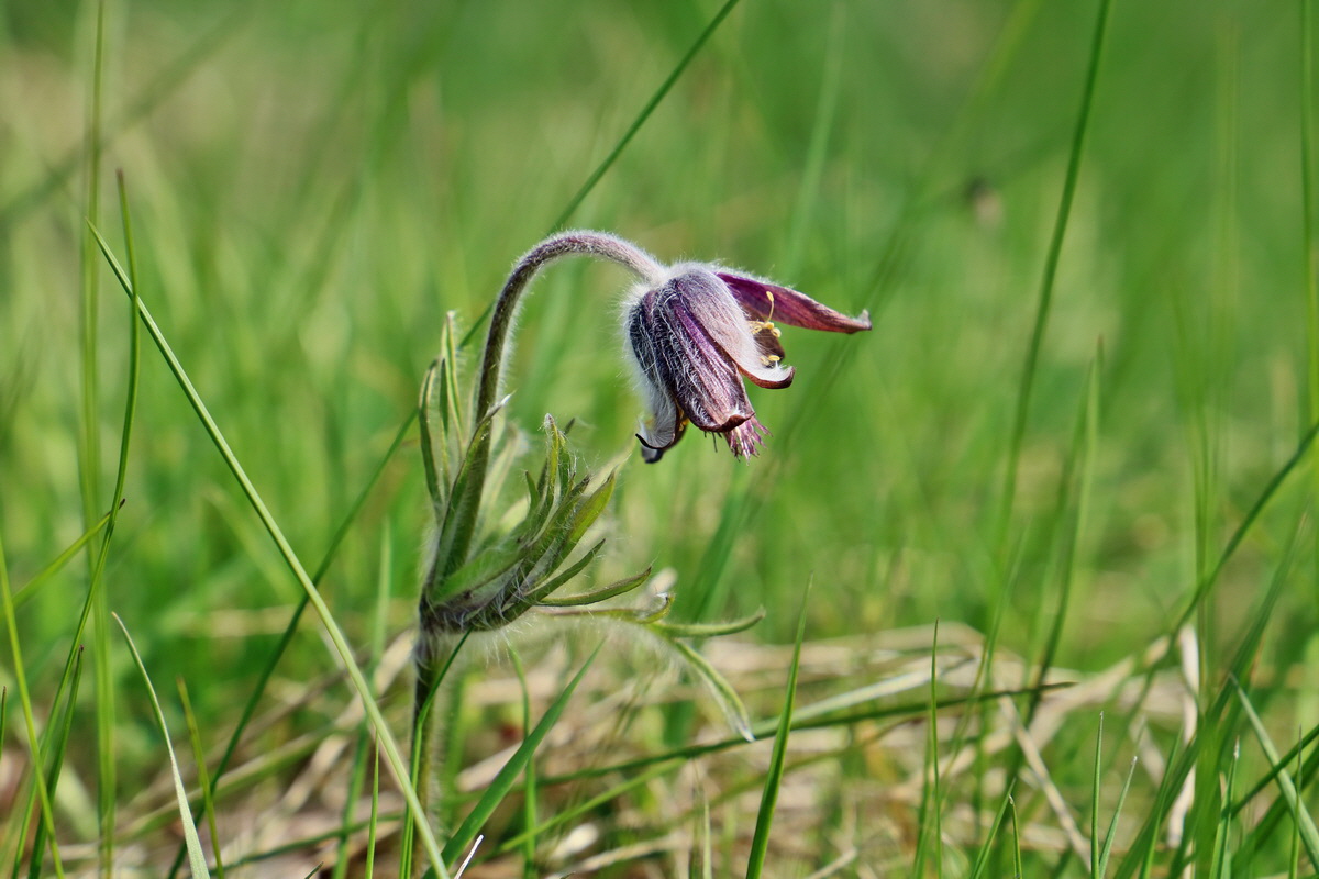 RNA_2017_04_30_1190p_Bildgr��e �ndern