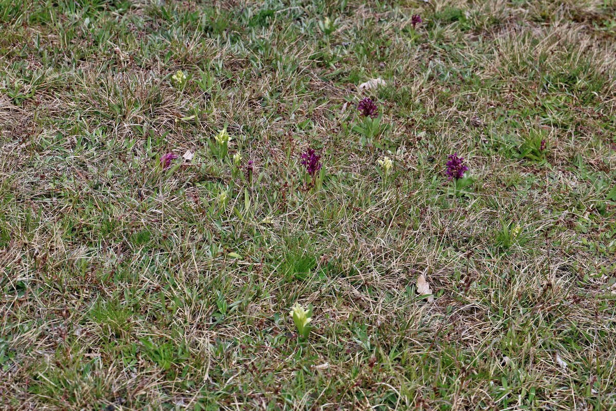 RNA_2017_04_30_1227p_Bildgr��e �ndern