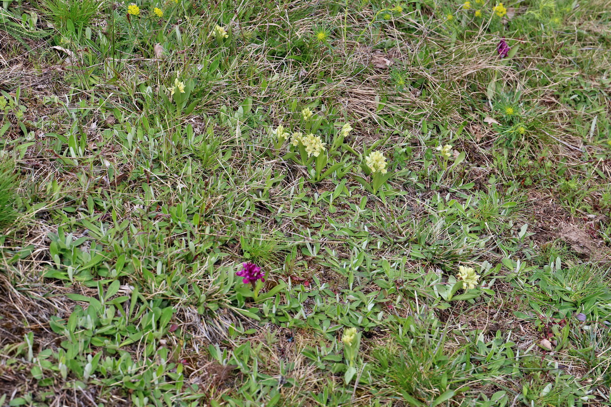 RNA_2017_04_30_1230p_Bildgr��e �ndern