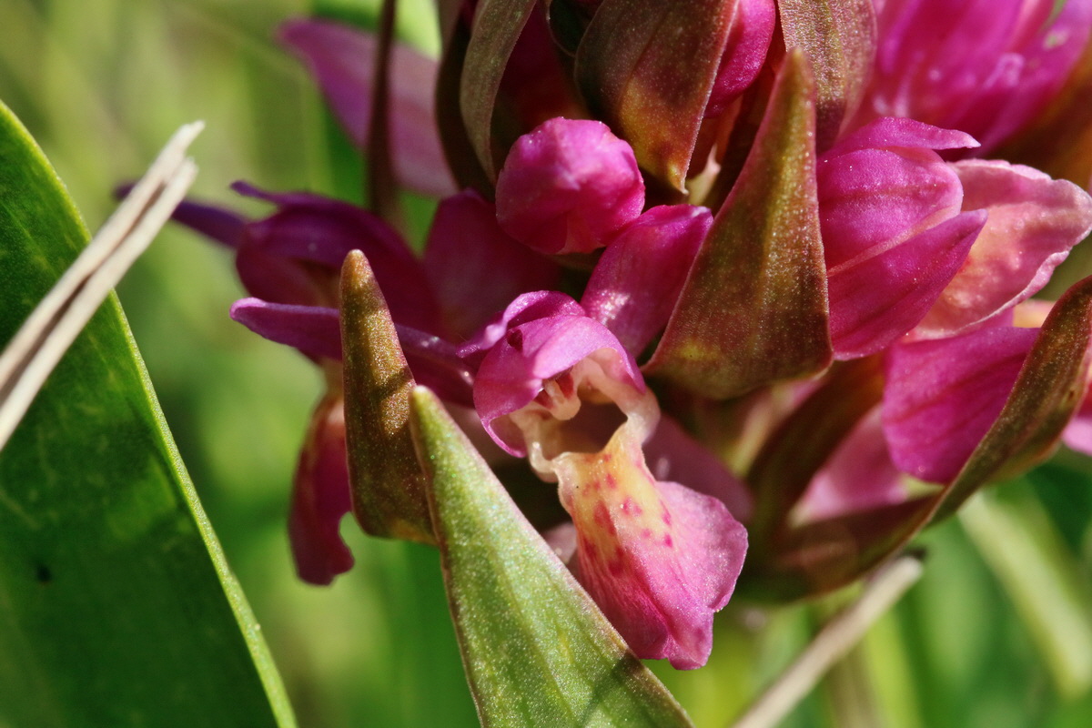 RNA_2017_04_30_1280p_Bildgr��e �ndern