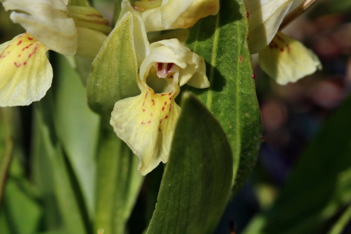 RNA_2017_04_30_1300p_Bildgr��e �ndern