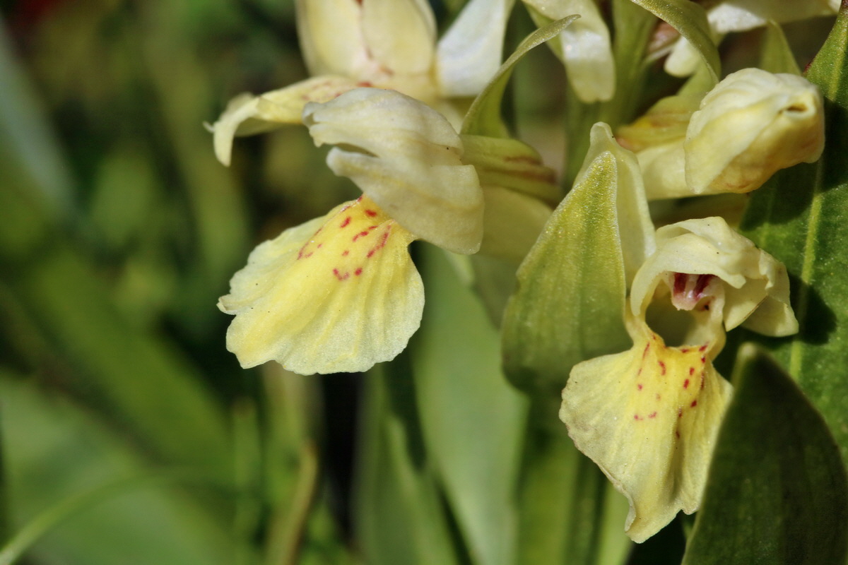 RNA_2017_04_30_1303p_Bildgr��e �ndern