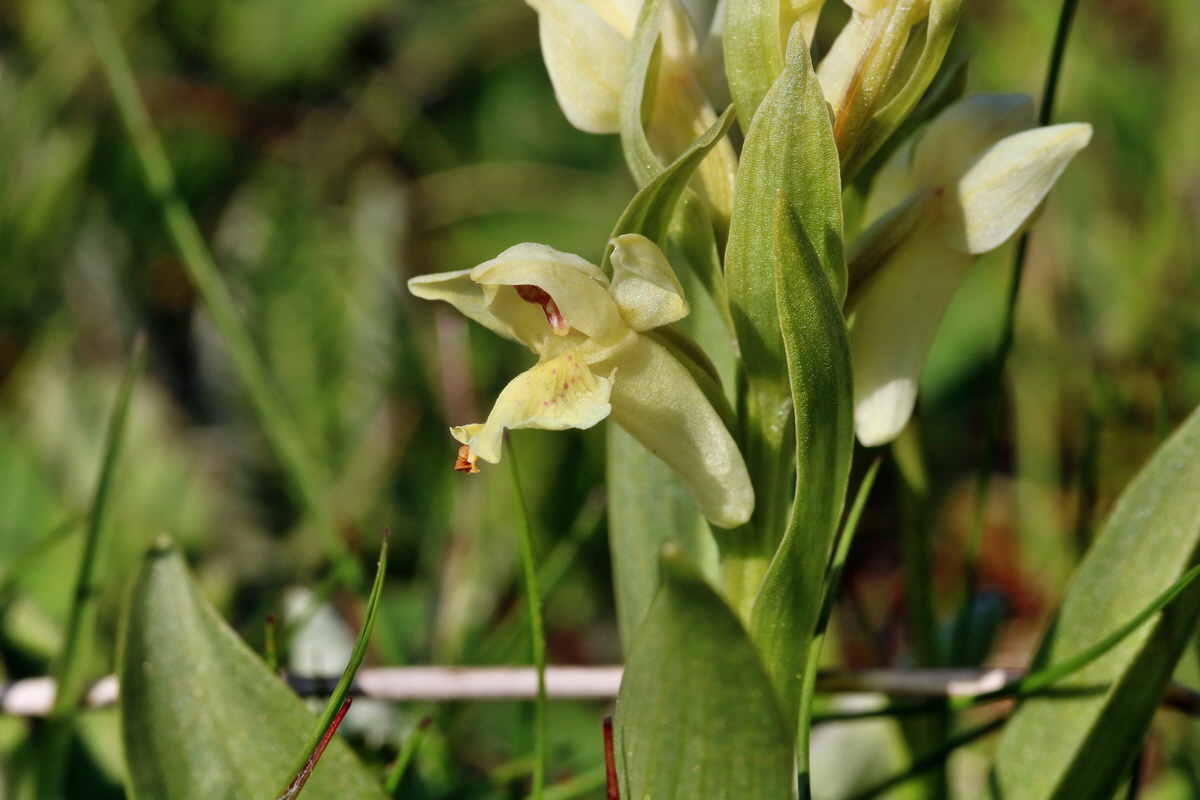 RNA_2017_04_30_1312p_Bildgr��e �ndern