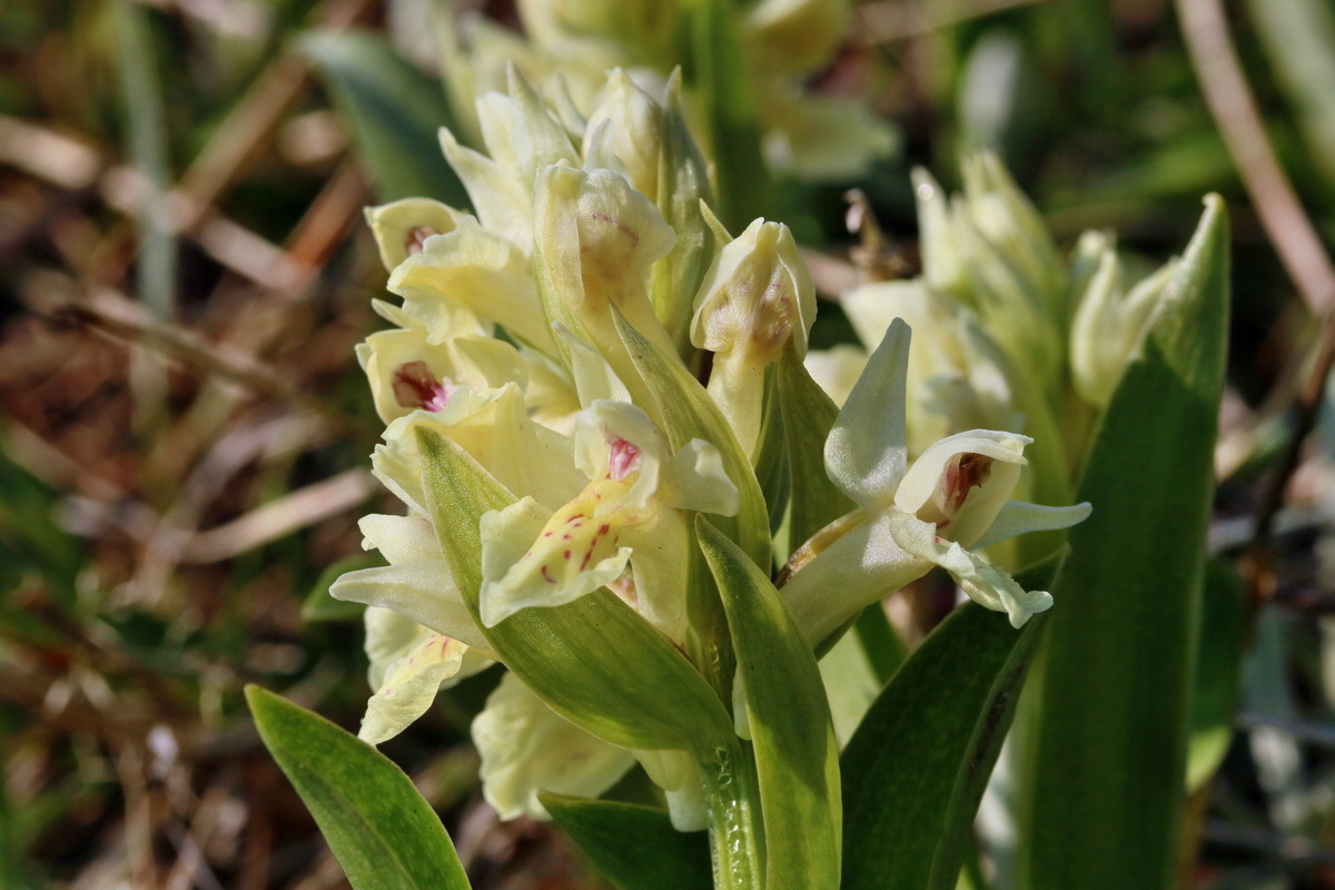 RNA_2017_04_30_1317p_Bildgr��e �ndern