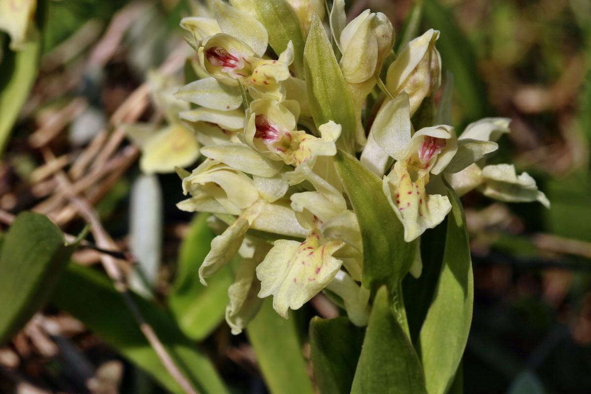 RNA_2017_04_30_1340p_Bildgr��e �ndern