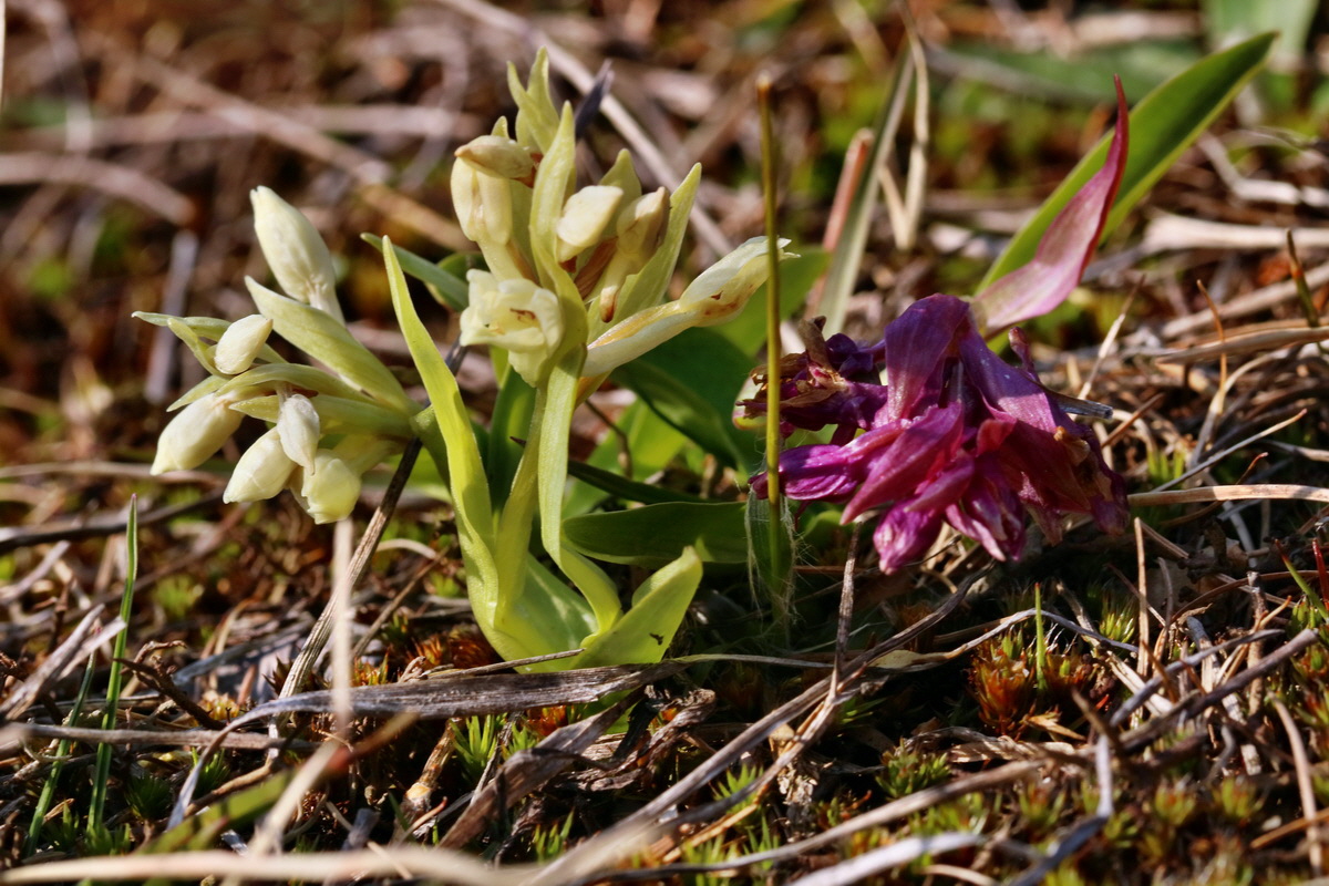 RNA_2017_04_30_1355p_Bildgr��e �ndern