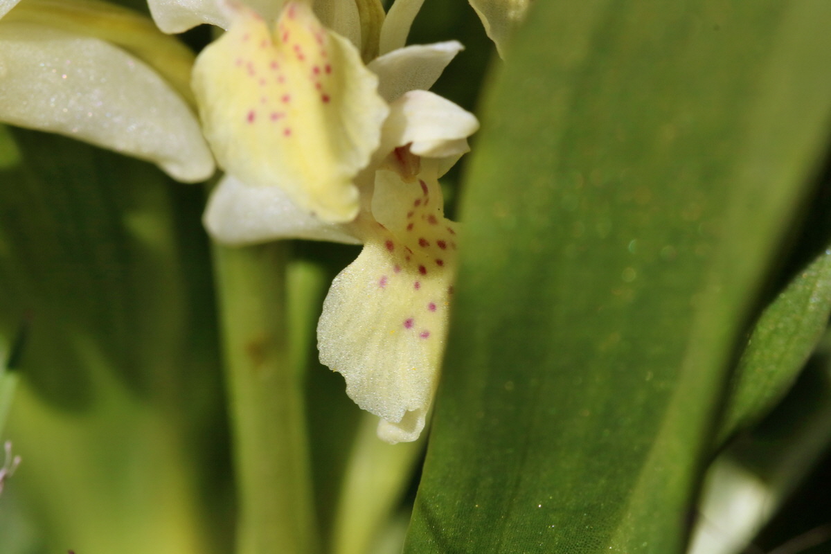 RNA_2017_04_30_1384p_Bildgr��e �ndern