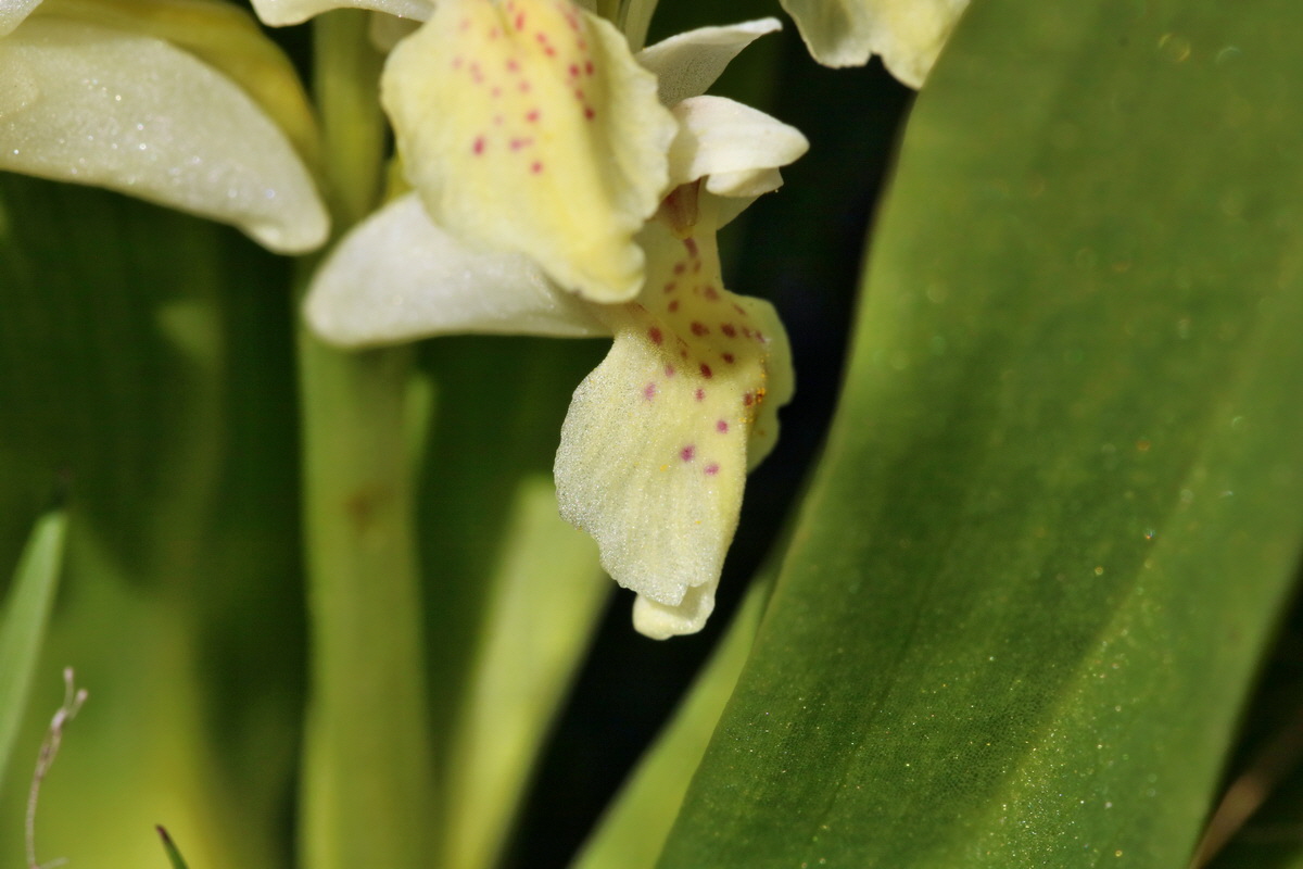 RNA_2017_04_30_1394p_Bildgr��e �ndern