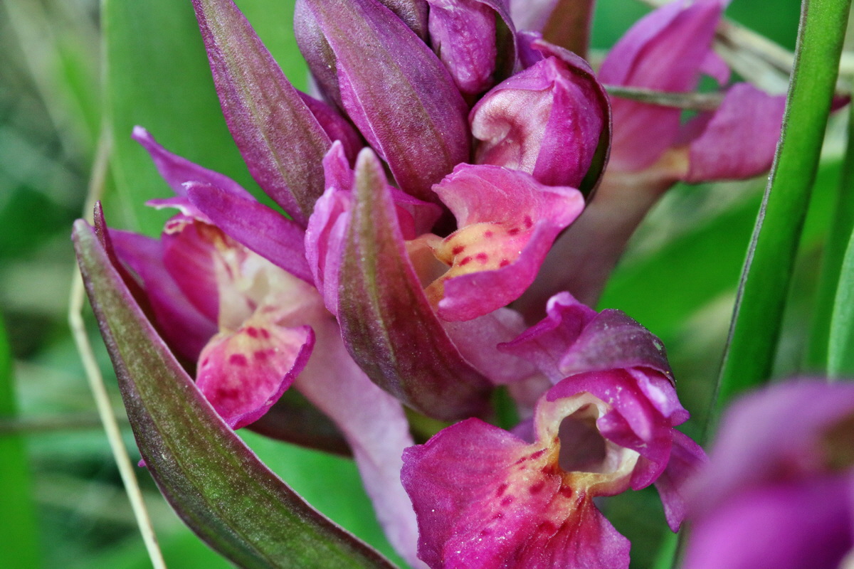 RNA_2017_04_30_1406p_Bildgr��e �ndern