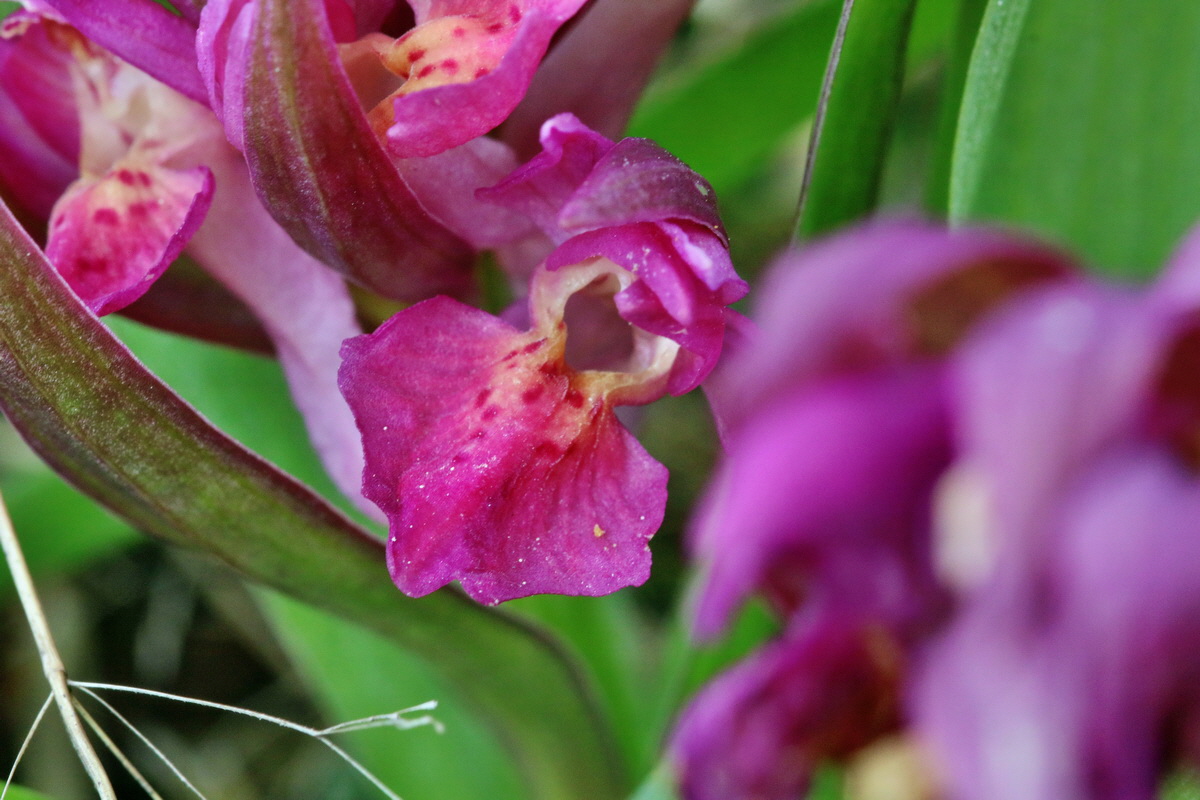 RNA_2017_04_30_1410p_Bildgr��e �ndern