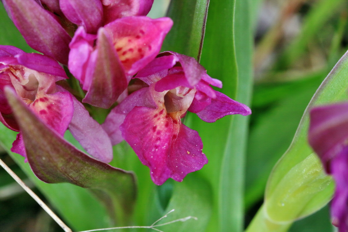 RNA_2017_04_30_1426p_Bildgr��e �ndern