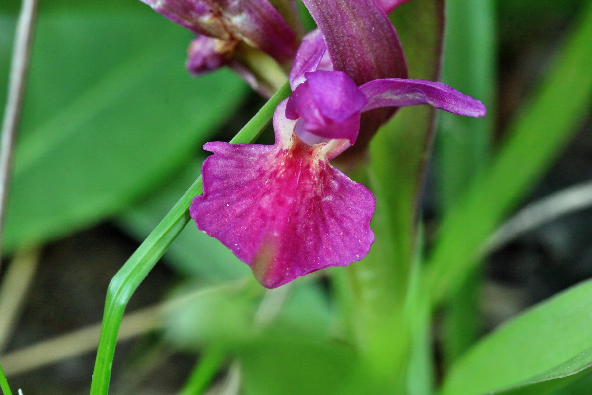 RNA_2017_04_30_1432p_Bildgr��e �ndern