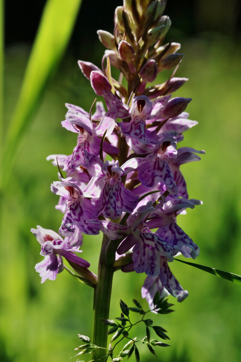 RNA_2017_06_01_7499p_Bildgr��e �ndern