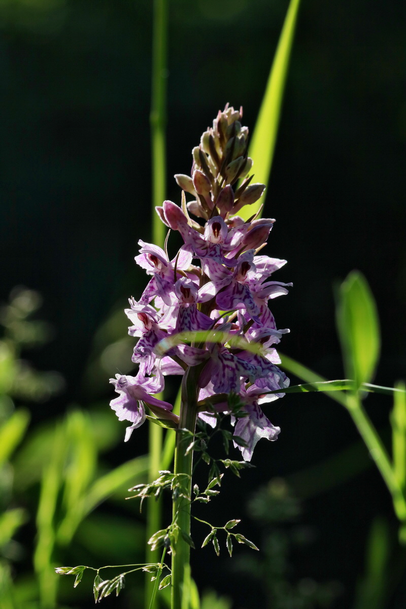 RNA_2017_06_01_7501p_Bildgr��e �ndern