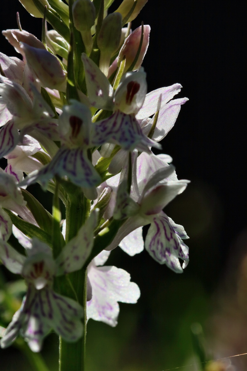 RNA_2017_06_01_7505p_Bildgr��e �ndern