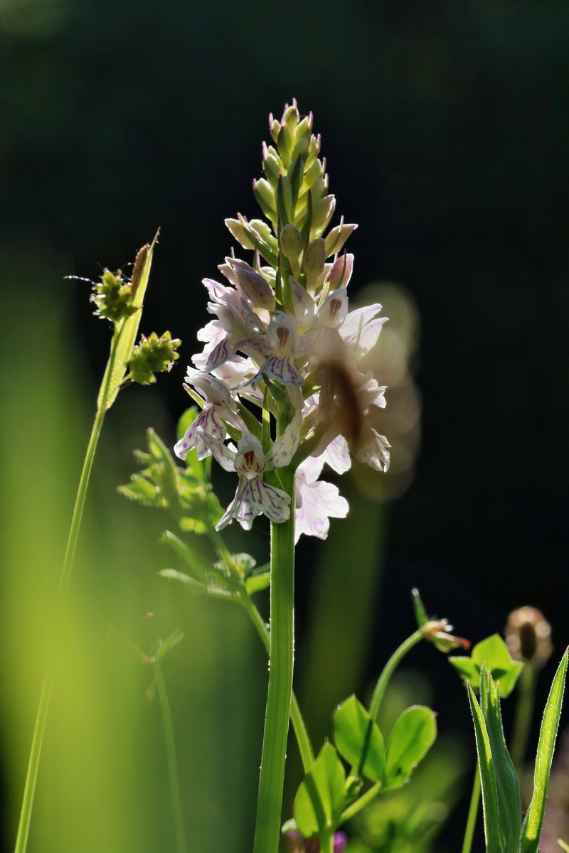 RNA_2017_06_01_7511p_Bildgr��e �ndern