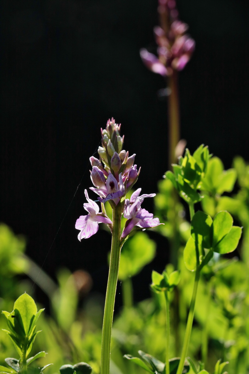 RNA_2017_06_01_7513p_Bildgr��e �ndern