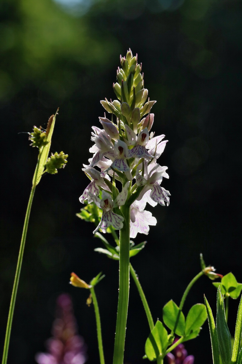 RNA_2017_06_01_7515p_Bildgr��e �ndern