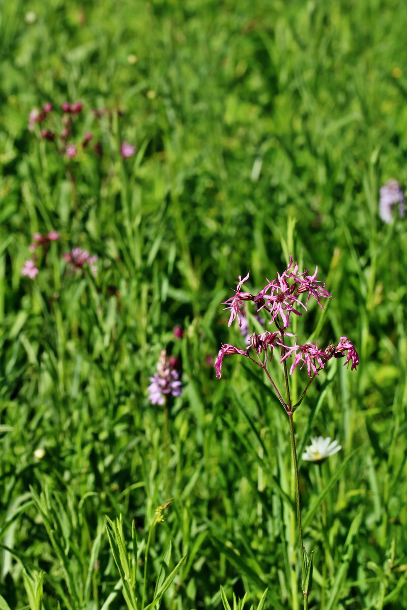 RNA_2017_06_01_7519p_Bildgr��e �ndern