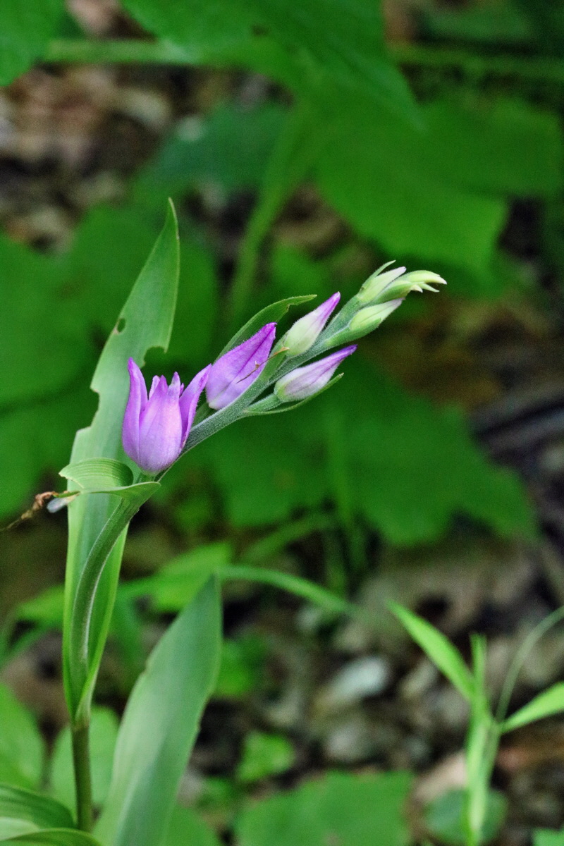 RNA_2017_06_01_7526p_Bildgr��e �ndern