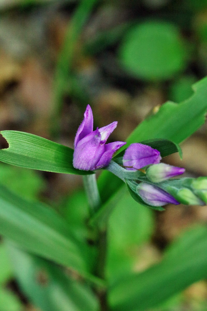 RNA_2017_06_01_7528p_Bildgr��e �ndern