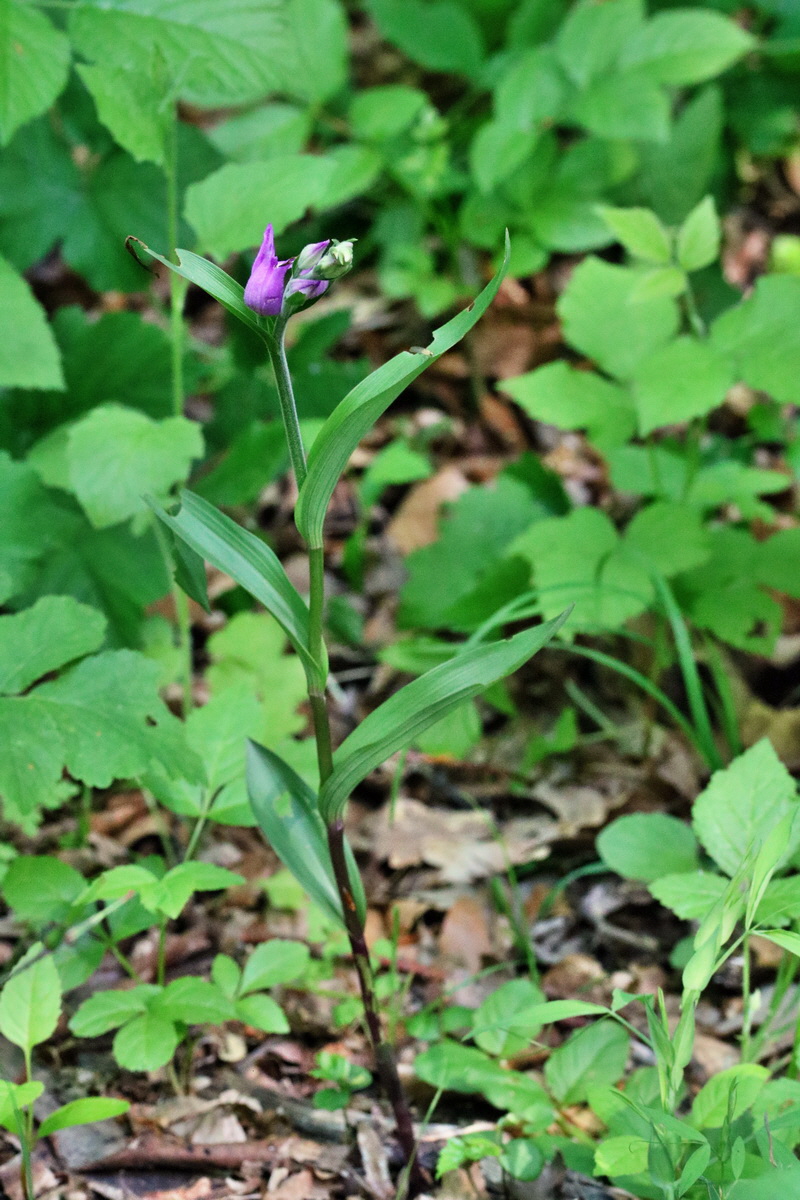 RNA_2017_06_01_7533p_Bildgr��e �ndern