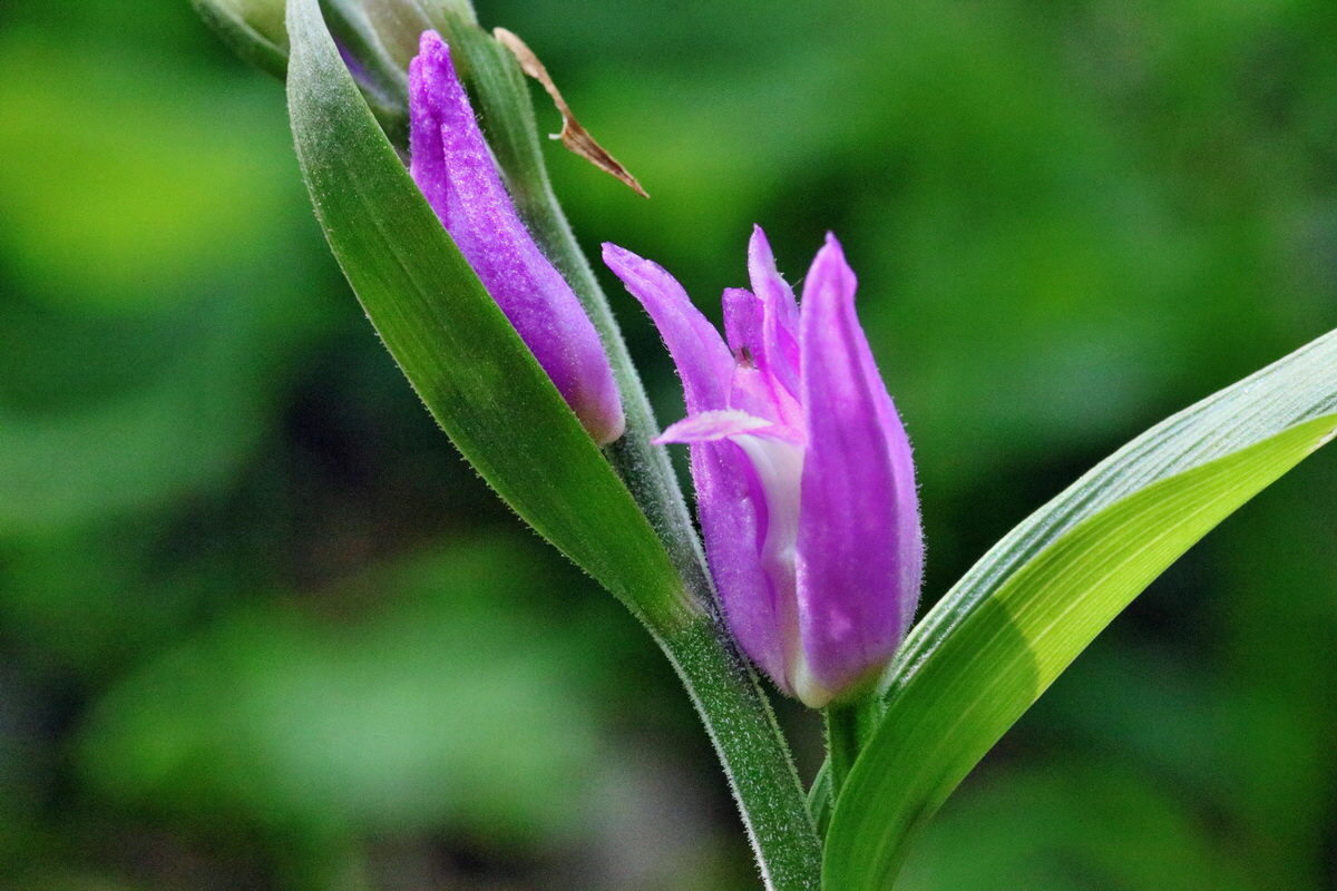 RNA_2017_06_01_7552p_Bildgr��e �ndern