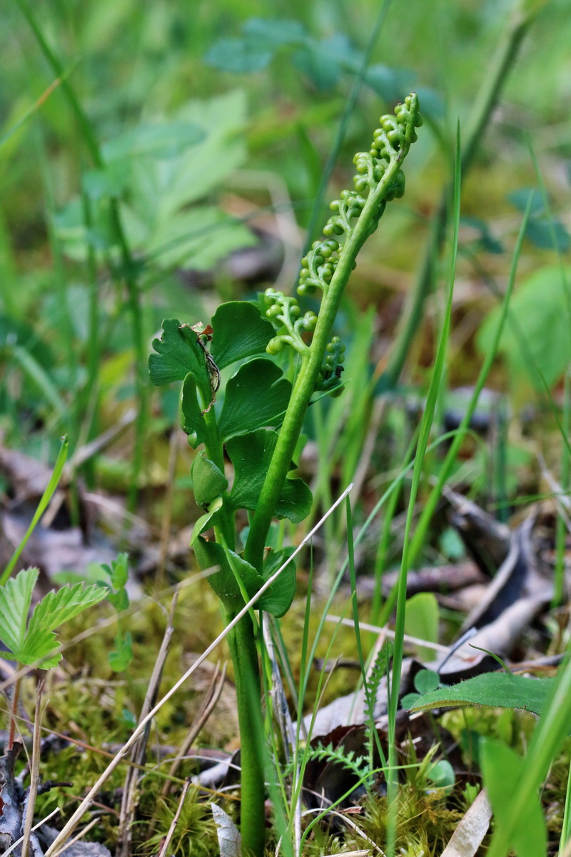 RNA_2017_06_01_7580p_Bildgr��e �ndern