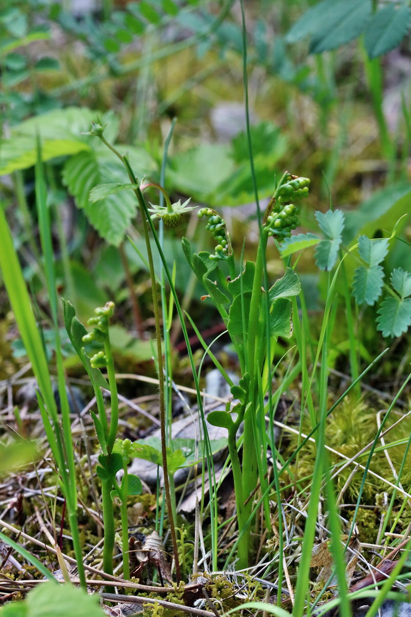 RNA_2017_06_01_7587p_Bildgr��e �ndern