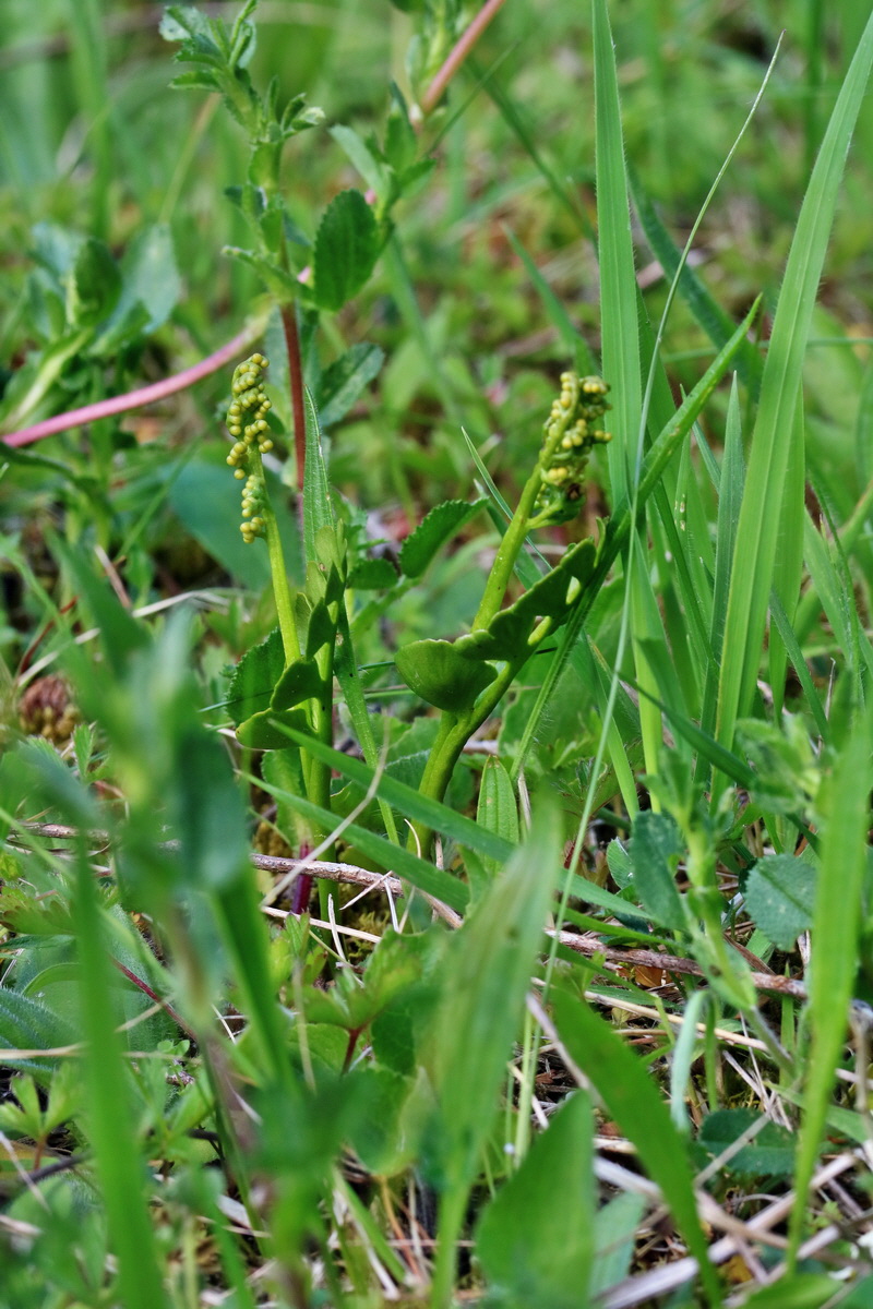 RNA_2017_06_01_7592p_Bildgr��e �ndern