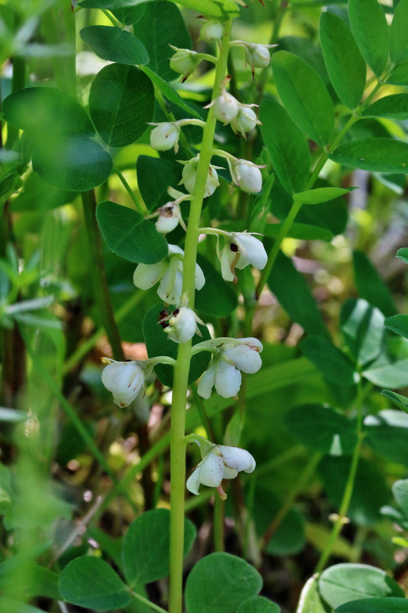 RNA_2017_06_01_7598p_Bildgr��e �ndern