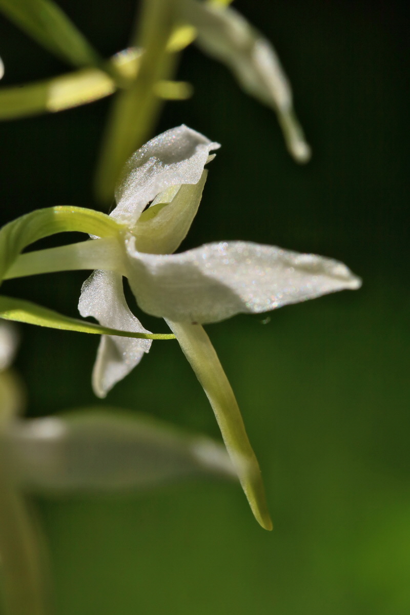 RNA_2017_06_01_7611p_Bildgr��e �ndern