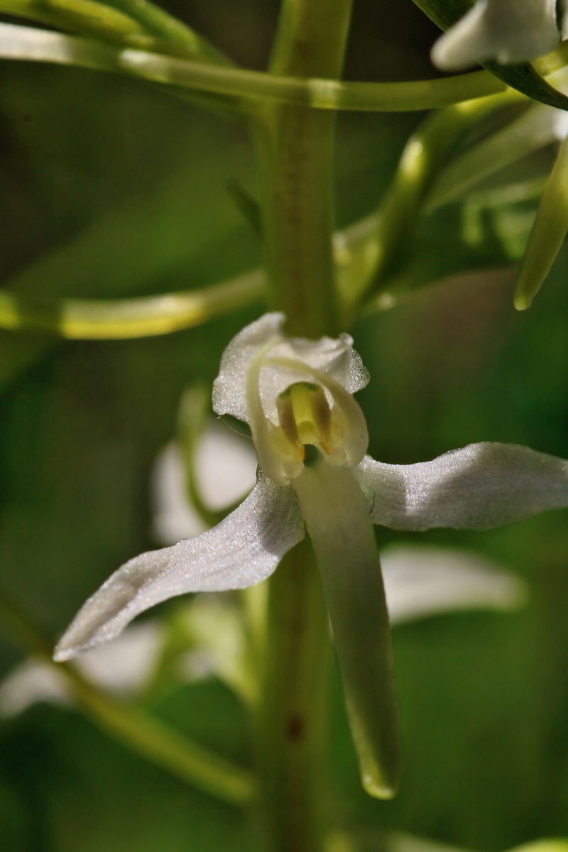 RNA_2017_06_01_7613p_Bildgr��e �ndern