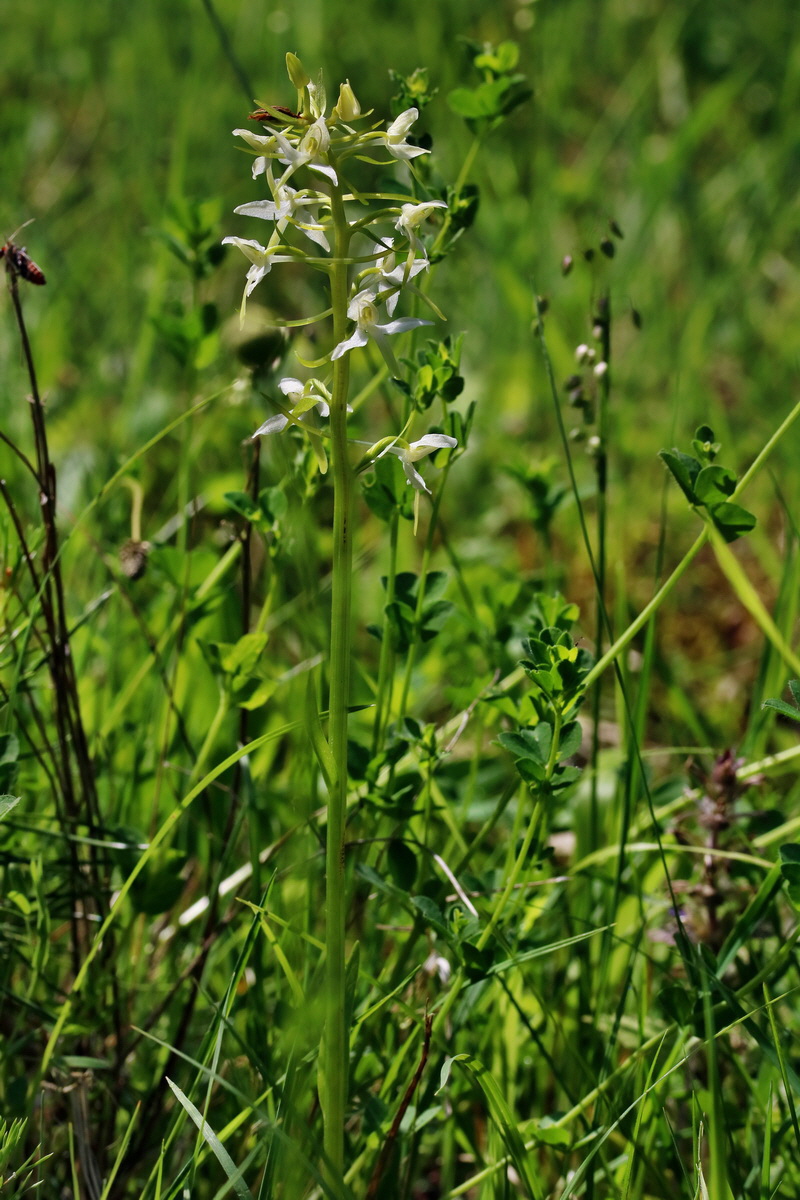 RNA_2017_06_01_7626p_Bildgr��e �ndern