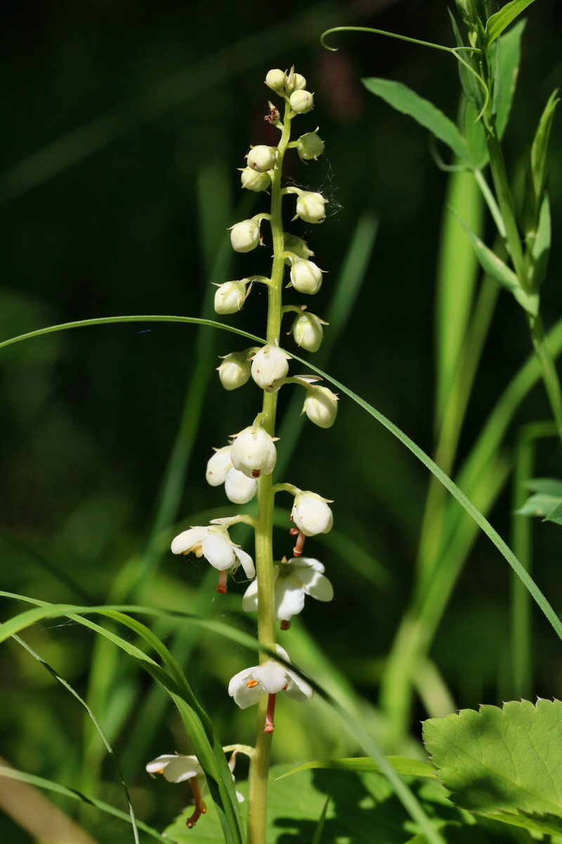 RNA_2017_06_01_7632p_Bildgr��e �ndern