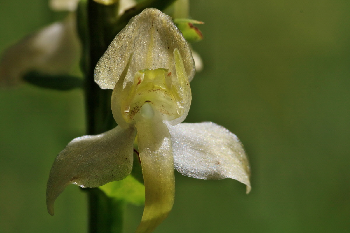 RNA_2017_06_01_7635p_Bildgr��e �ndern