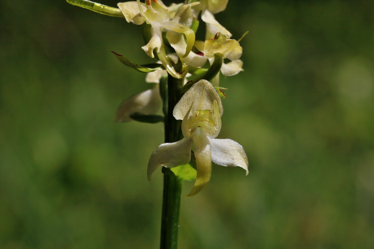 RNA_2017_06_01_7638p_Bildgr��e �ndern