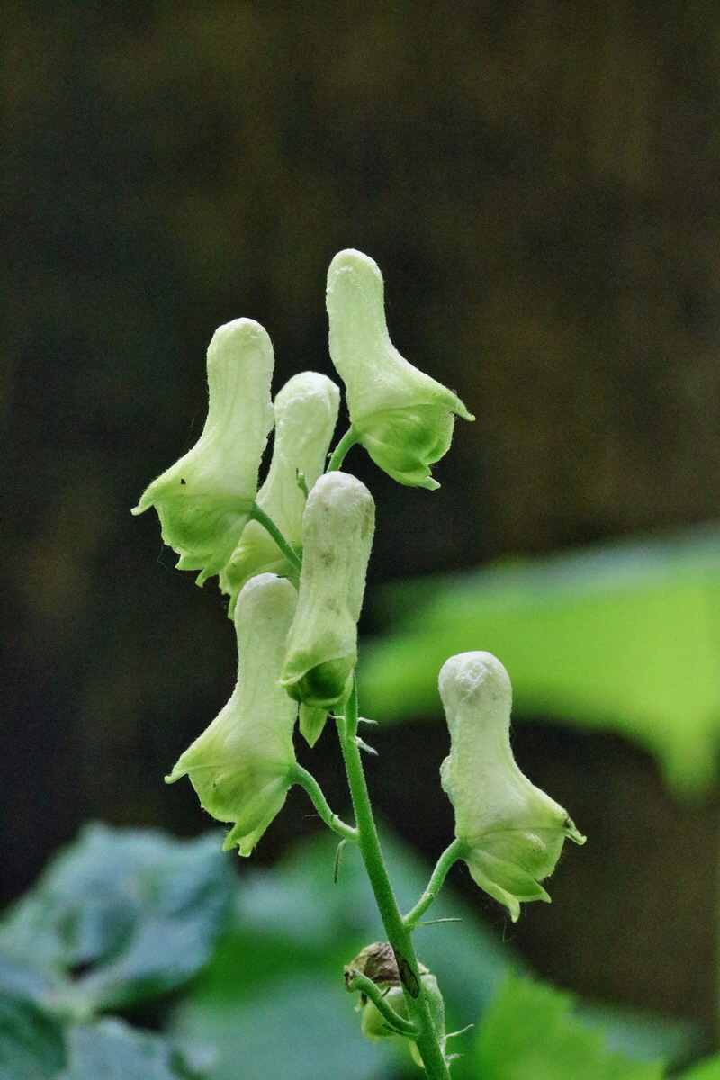 RNA_2017_06_01_7663p_Bildgr��e �ndern